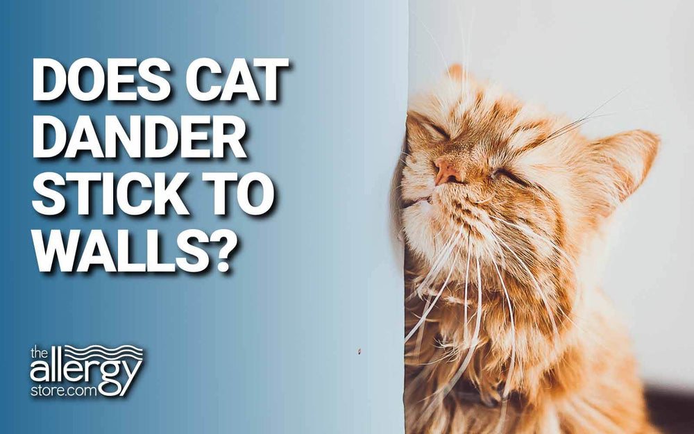 Does Cat Dander Stick to The Wall?