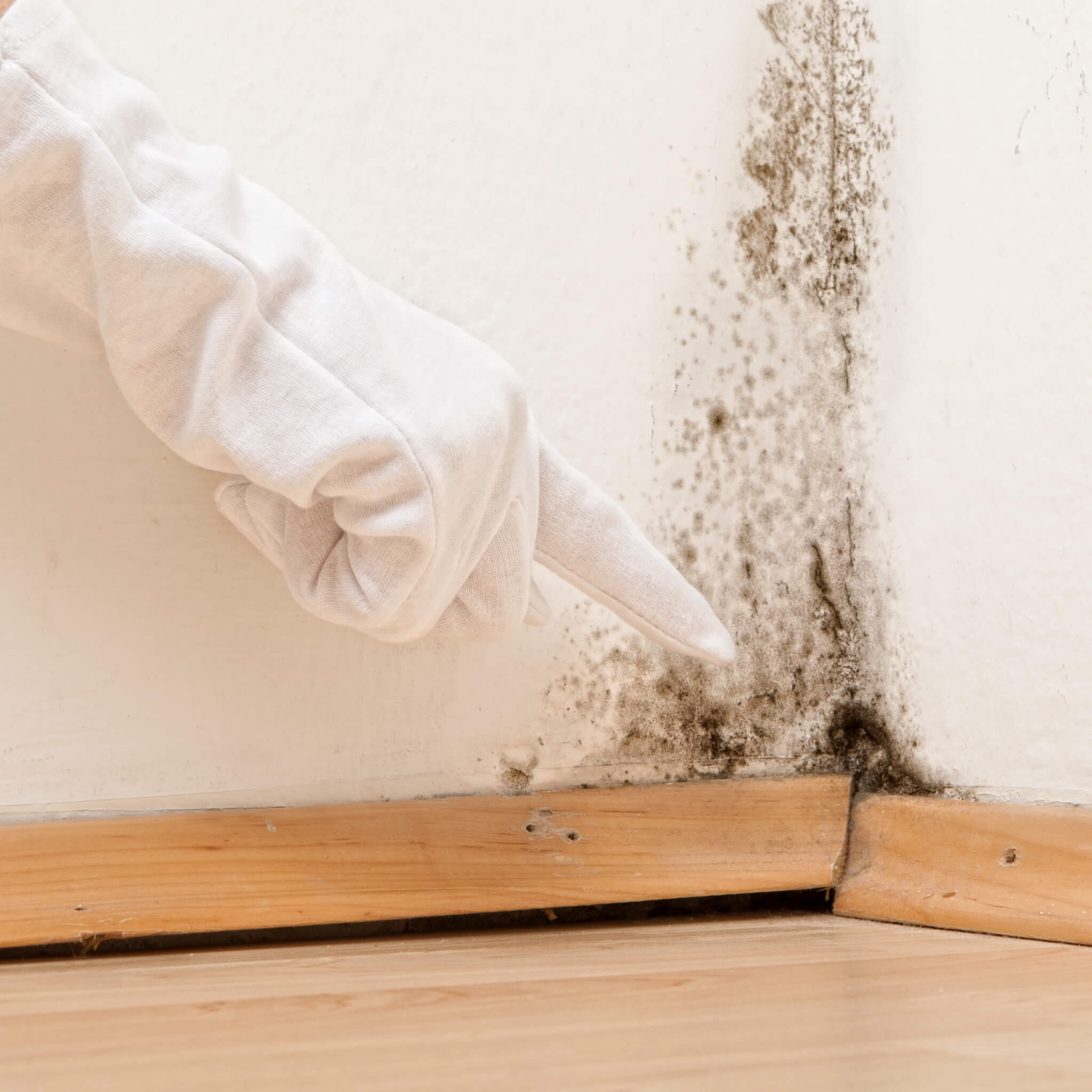 There are several products you can use to kill and remove mold.